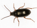 Nalassus laevioctostriatus